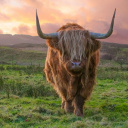 vache des Highlands