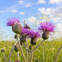 chardons en fleur dans un champ