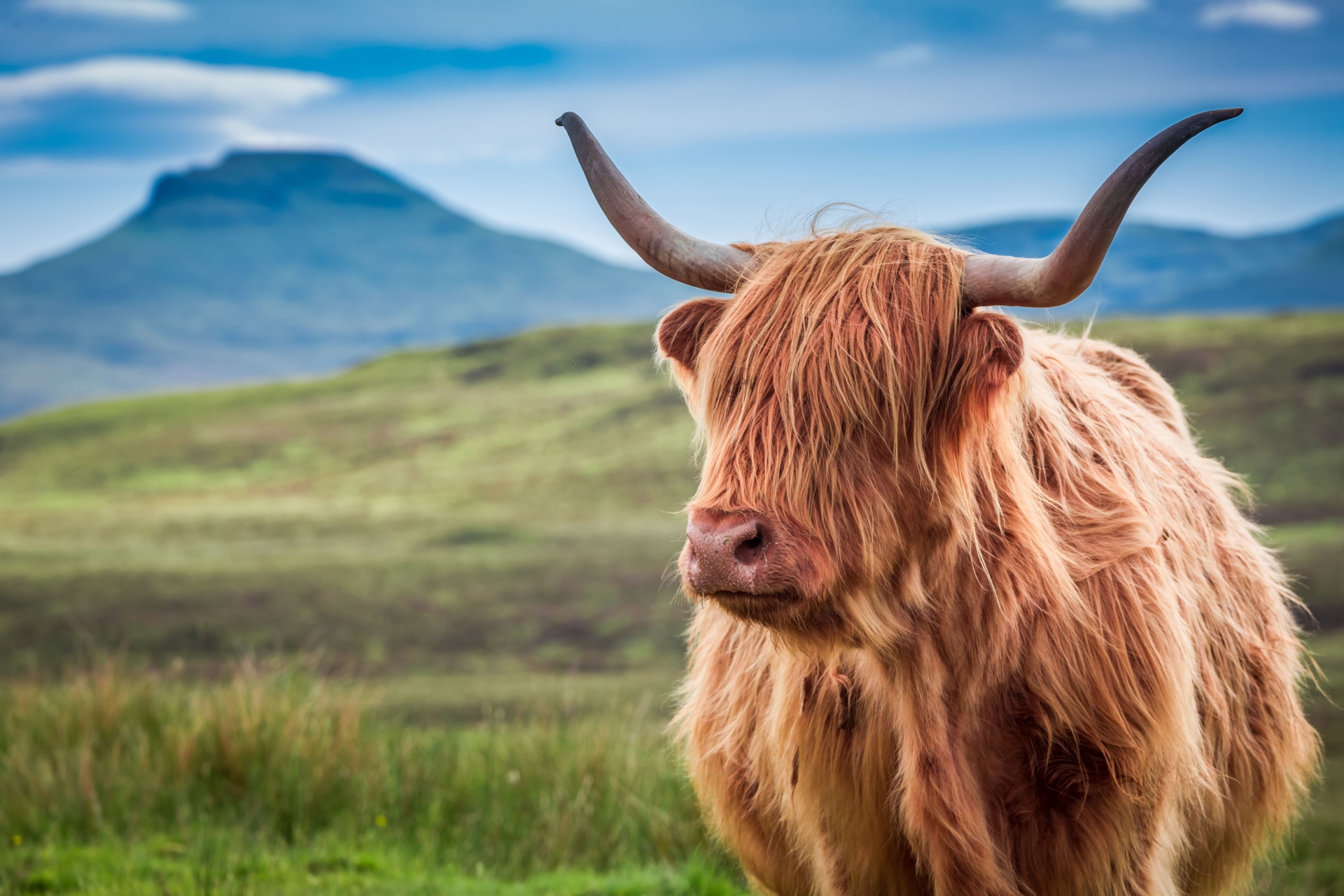 Vache des Highlands devant un paysage écossais